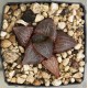 Haworthia badia 'SHUTENDOUJI'