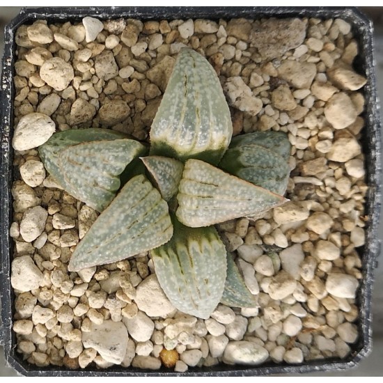 Haworthia 'LOMBARD STAR'