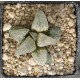 Haworthia 'LOMBARD STAR'