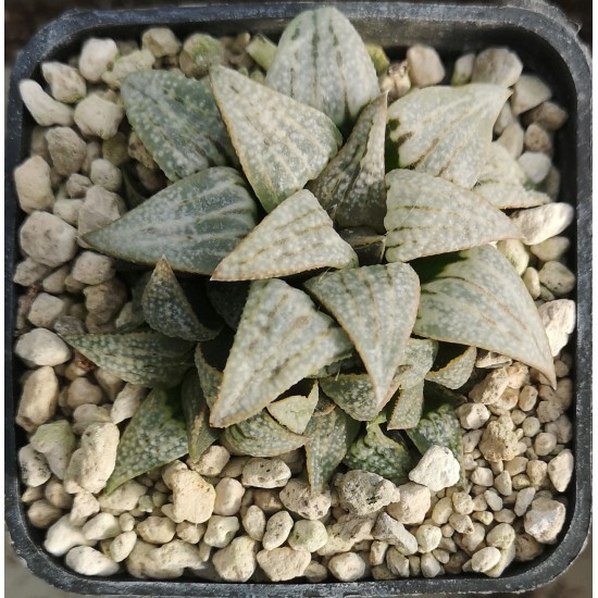 Haworthia 'LOMBARD STAR'