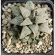 Haworthia 'LOMBARD STAR'