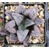 Haworthia badia 'PURPLE DREAM'