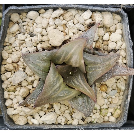 Haworthia badia 'YUZUKI'