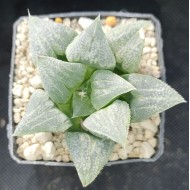 Haworthia badia 'FLINTHEAD' Haworthia badia 'FLINTHEAD'