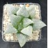 Haworthia badia 'FLINTHEAD'