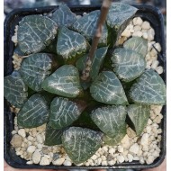 Haworthia bayeri 'TSUKIKAGE'