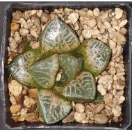 Haworthia comptoniana 'KARAKUSA'