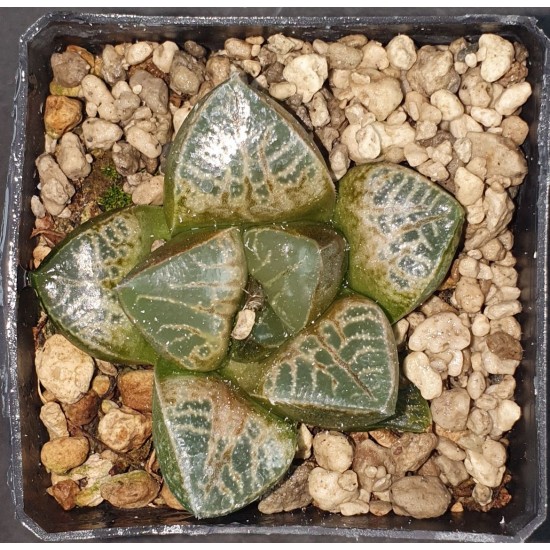 Haworthia comptoniana 'KARAKUSA'