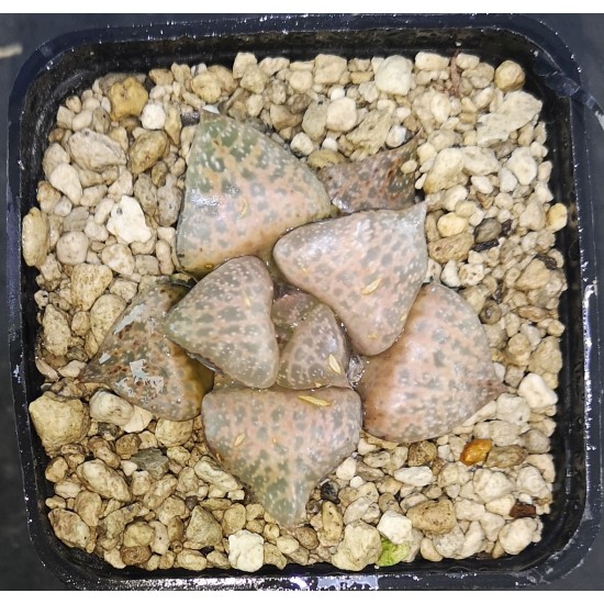 Haworthia comptoniana 'WHITE WHALE'