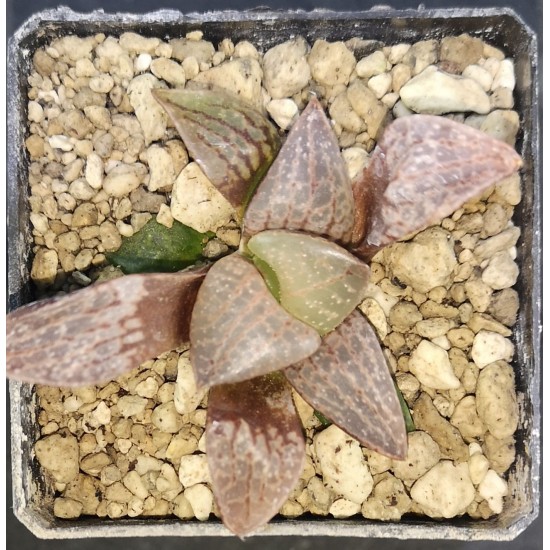 Haworthia comptoniana 'WHITE WHALE'