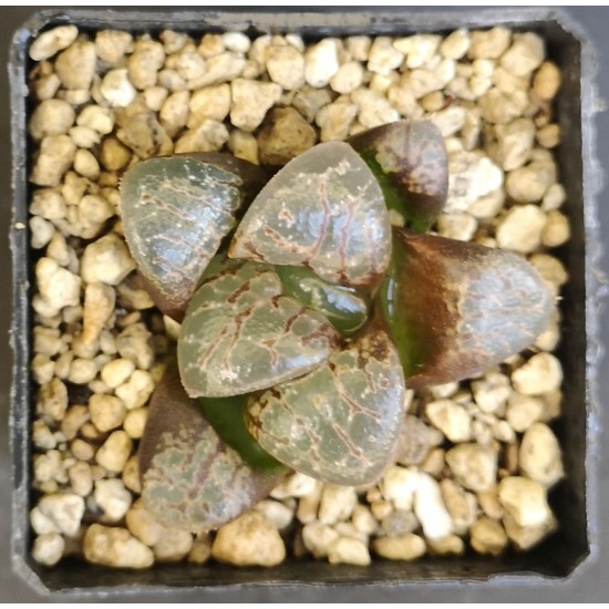 Haworthia 'Bubbles'「バブルズ（気 泡）」 Renny Wong hybrid