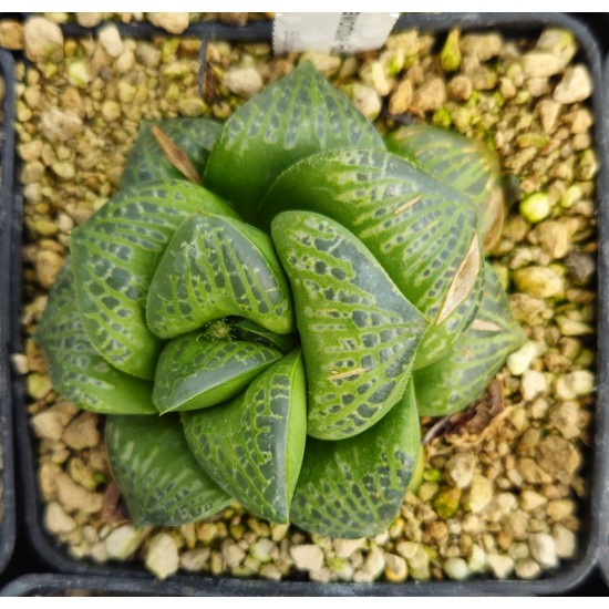 Haworthia 'Bubbles'「バブルズ（気 泡）」 Renny Wong hybrid