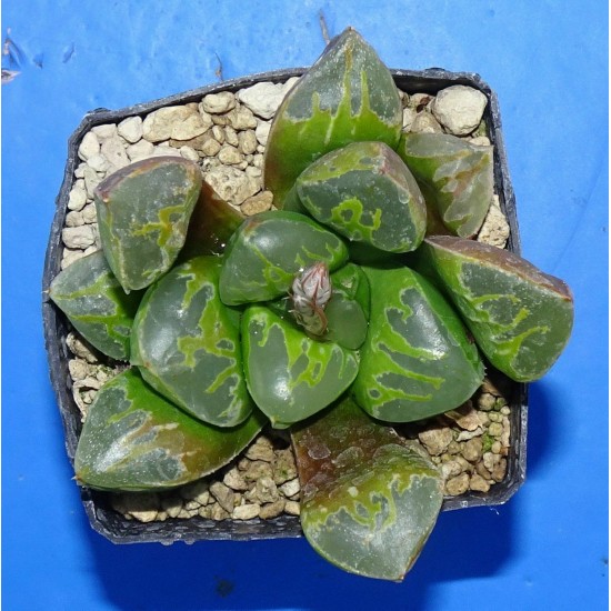 Haworthia 'GREEN FLAME' 大鳴蛇 Ōnaruhebi