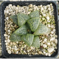 Haworthia 白眼竜 Yoshida cv. Hakuganryu (White Eyed Dragon)