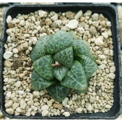 Haworthia splendens 'GREEN PHANTOM'