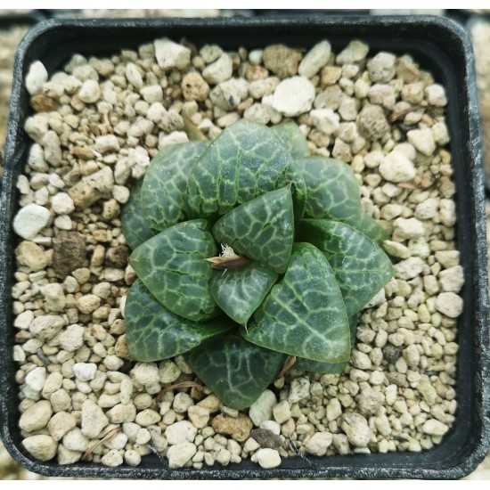 Haworthia splendens 'GREEN PHANTOM'