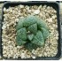 Haworthia splendens 'GREEN PHANTOM'