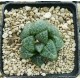 Haworthia splendens 'GREEN PHANTOM'