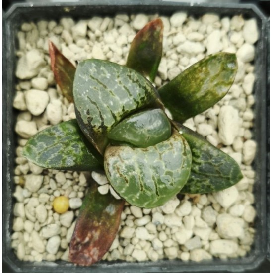 Haworthia splendens 'GREEN PHANTOM'