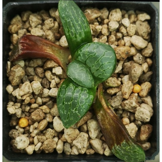 Haworthia splendens 'GREEN PHANTOM'