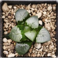 Haworthia 'FIRE PHOENIX'