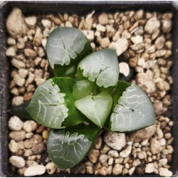 Haworthia 'FIRE PHOENIX'