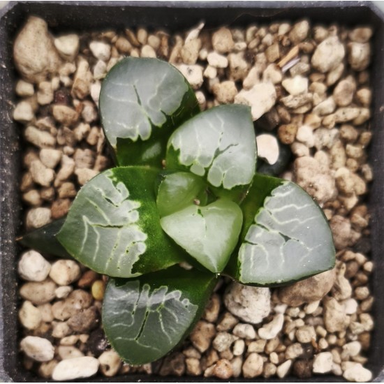 Haworthia 'FIRE PHOENIX'