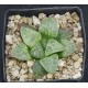 Haworthia 'CIRCLE OF LIFE'「生生不息」 Renny Wong Hybrid Renny Wong hybrid Haworthia 'CIRCLE OF LIFE'「生生不息」 Renny Wong Hybrid Renny Wong hybrid