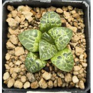 Haworthia 'CIRCLE OF LIFE'「生生不息」 Renny Wong Hybrid Renny Wong hybrid