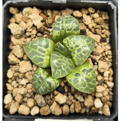 Haworthia 'CIRCLE OF LIFE'「生生不息」 Renny Wong Hybrid Renny Wong hybrid
