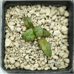 Haworthia 'CIRCLE OF LIFE'「生生不息」 Renny Wong Hybrid Renny Wong hybrid