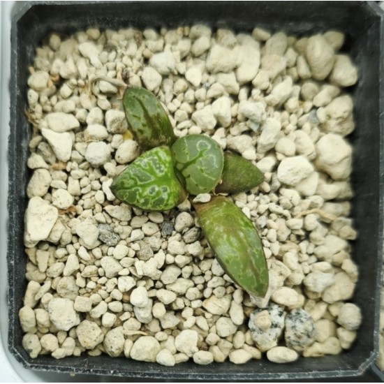 Haworthia 'CIRCLE OF LIFE'「生生不息」 Renny Wong Hybrid Renny Wong hybrid Haworthia 'CIRCLE OF LIFE'「生生不息」 Renny Wong Hybrid Renny Wong hybrid