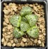 Haworthia 'CIRCLE OF LIFE'「生生不息」 Renny Wong Hybrid Renny Wong hybrid