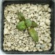 Haworthia 'CIRCLE OF LIFE'「生生不息」 Renny Wong Hybrid Renny Wong hybrid Haworthia 'CIRCLE OF LIFE'「生生不息」 Renny Wong Hybrid Renny Wong hybrid