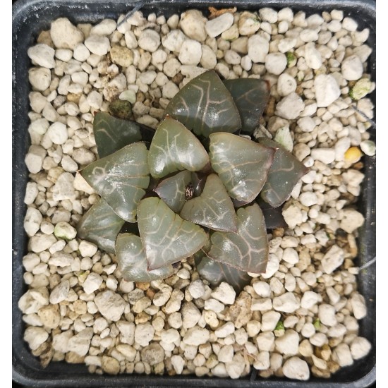 Haworthia bayeri 'ATHENA'