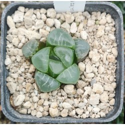 Haworthia bayeri 'JI CUI clouds'