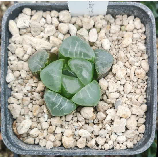 Haworthia bayeri 'JI CUI clouds' Haworthia bayeri 'JI CUI clouds'