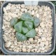 Haworthia bayeri 'JI CUI clouds' Haworthia bayeri 'JI CUI clouds'