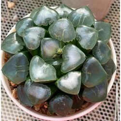 Haworthia bayeri 'JI CUI clouds'