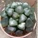 Haworthia bayeri 'JI CUI clouds' Haworthia bayeri 'JI CUI clouds'
