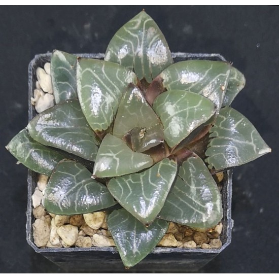 Haworthia bayeri 'HEAVEN POOL'