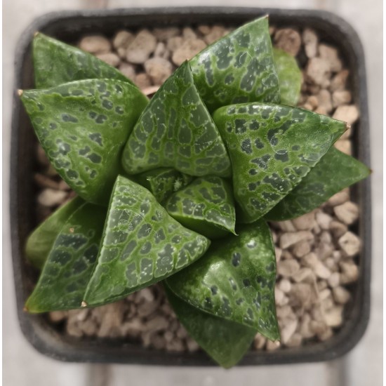 Haworthia 'Tutanhamon' Renny Wong Hybrid Haworthia 'Tutanhamon' Renny Wong Hybrid