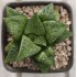 Haworthia 'Tutanhamon' Renny Wong Hybrid
