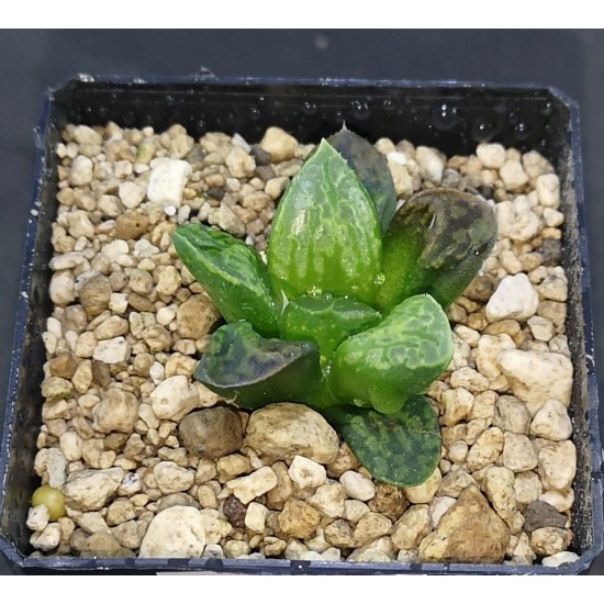 Haworthia 'KAMEN BUDOKAI'