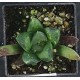 Haworthia 'GREEN FLAME' 大鳴蛇 Ōnaruhebi