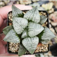 Haworthia 'HUNDRED BIRDS' Renny Wong Hybrid