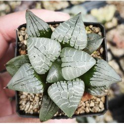 Haworthia 'HUNDRED BIRDS' Renny Wong Hybrid