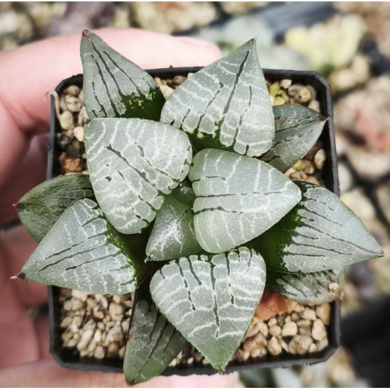Haworthia 'HUNDRED BIRDS' Renny Wong Hybrid