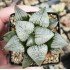 Haworthia 'HUNDRED BIRDS' Renny Wong Hybrid