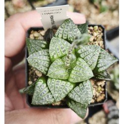 Haworthia 'MERMAID'' Renny Wong Hybrid